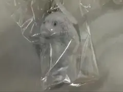 コロンとべびわんこ2 ころふわめじるしチャーム