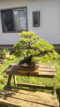 那須五葉松 盆栽 模様木 古木 鉢植え（樹齢 40年） - メルカリ