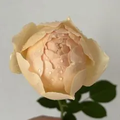 切花品種∥和バラ 苗 蕾付き - メルカリ