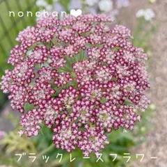 ダウカスダーラ❤︎ブラックレースフラワーのサムネイル
