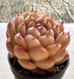 N*o様 3469新入荷　ほひあかり　エケベリア　多肉植物　撮影1月18日