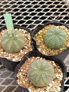 umettsu様 リクエスト 2点 まとめ商品