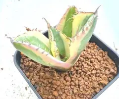 アガベ スナグルトゥース12