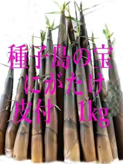 新鮮たけのこ (真竹) 5㌔ 農薬不使用 米ぬか、唐辛子付き 穂先カット