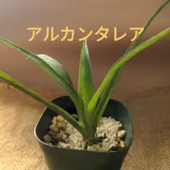 2025年最新】アルカンタレアの人気アイテム - メルカリ