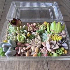 多肉植物 カット苗 (長方形パック)✴︎ 第4種郵便