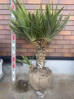 タイムサービス！ソテツ 大株 奄美大島 耐寒性96cm 39kg - メルカリ