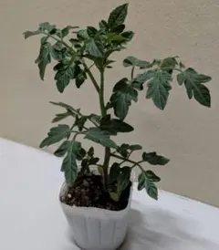 藤の花様 リクエスト 3点 まとめ商品　ご注文有難うございます