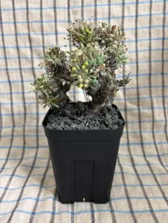 【早い者勝ち】ユーフォルビア　デセプタ　木質化　タコもの　グラキリス　塊根植物 早い者勝ち】ユーフォルビア デセプタ 木質化 タコもの グラキリス