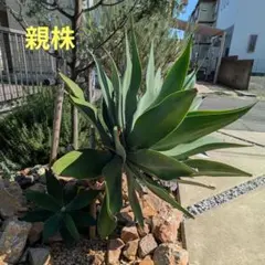 2026年最新】アガベ アテナータの人気アイテム - メルカリ