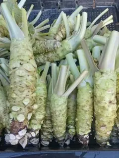 2026年最新】種類：生わさび 食品 野菜の人気アイテム - メルカリ