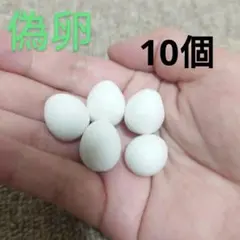 가짜 달걀 M, 잉꼬, 원숭이 알 크기, 10개