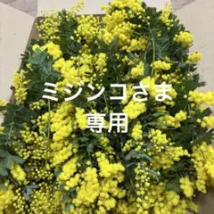 銀葉アカシア　ミモザ　ミジンコさま専用