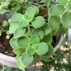 多肉植物 アロマティカス