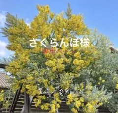 さくらんぼ様専用ページ　パールアカシア