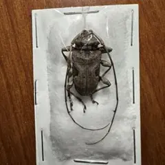 ホンジュラス産　フトカミキリの一種