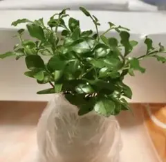 ハリー様 リクエスト 3点 まとめ商品