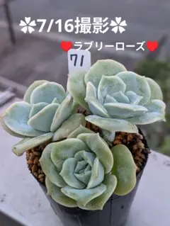 ラブリーローズ① 抜き苗10苗 多肉植物 - メルカリ