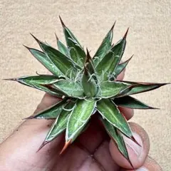 Lj_plants】Z527アガベ 王妃雷神 黄中斑 極上美株 - メルカリ