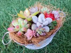 【多肉植物】寄せ植え カット苗セット s3