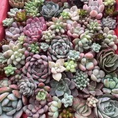 【182】多肉植物 カット苗 詰め合わせ 寄せ植えセット