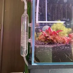 2026年最新】ada ビートルカウンターの人気アイテム - メルカリ