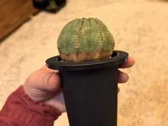 2025年最新】ユーフォルビア オベサ 輸入の人気アイテム - メルカリ