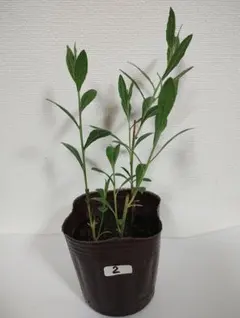 宿根 かすみ草 カスミソウ 白 ホワイト 八重咲き 小苗2苗J