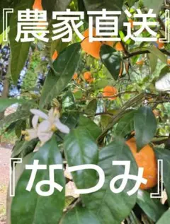 ♡農家直送♡柑橘『なつみ』訳あり品 らこです。 農家直送！『なつみ』訳あり品4キロ！ふみちゃん農園 - メルカリ