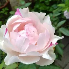 2025年最新】バラ苗 イヴの人気アイテム - メルカリ