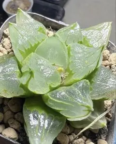 チ*ー様 多肉植物　ハオルチア　裏般若錦　糊斑　超美品 多肉植物 ハオルチア 裏般若錦 糊斑 超美品 透明窓 - メルカリ