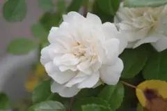 ミニバラ ホワイト 雪 ほふく性 花苗 - メルカリ