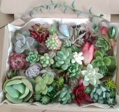 多肉植物　カット苗　2箱セット　ネコポス発送