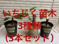 (結実成績あり）いちじく苗木★レア ★2種類(2本セット） 結実成績あり）いちじく苗木☆レア ☆2種類(2本セット） - メルカリ