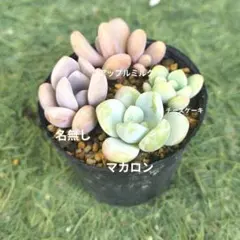 多肉植物 ぷくぷくセット♡恋心♡ビアポップ♡ 多肉植物 ぷくぷくセット♡恋心♡ビアポップ♡ 【公式通販】