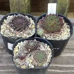 2026年最新】センペル ビウム セットの人気アイテム - メルカリ