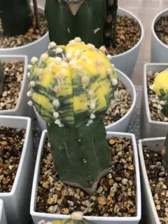 しんさーいち様 リクエスト 2点 まとめ商品