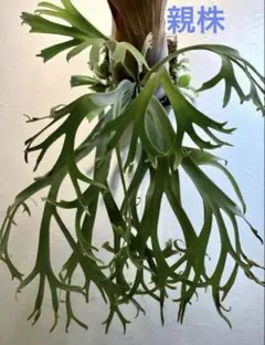 2026年最新】月光爪哇の人気アイテム - メルカリ