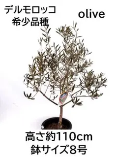 オリーブの木 モライオロ 8号 約140cm K-397 現品掲載 - メルカリ