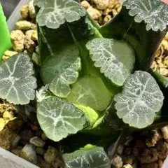 2025年最新】ハオルチア万象錦の人気アイテム - メルカリ