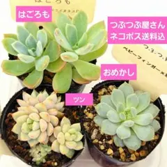つぶつぶ屋✡️クラッカー かもめ 岩男✡️ 多肉 抜き苗 こんつぶー