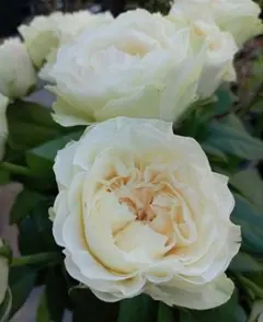バラ苗(入手困難切り花種) 激レア種