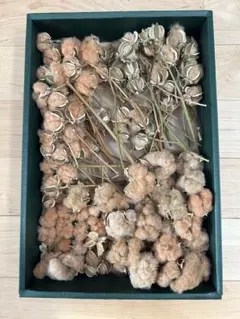 コットンフラワー　茶　グレージュ　枝付き　12個