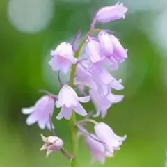 猫じゃらし様 リクエスト 2点 まとめ商品