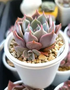 ルシ (即購入NG)様 リクエスト 2点 まとめ商品