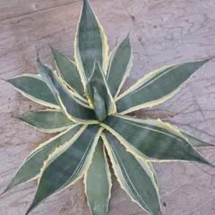 2026年最新】アガベマシュマロクリームの人気アイテム - メルカリ