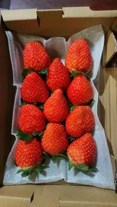 ☆様専用ページ