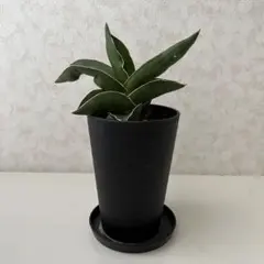 サンスベリア サムライドワーフのサムネイル
