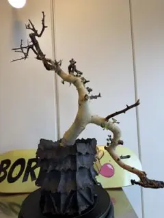 短期間限定超特価！ 現地株 コミフォラ サクシコラ 山中勇人 作家鉢 大