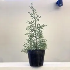 2026年最新】ブルーアイス苗の人気アイテム - メルカリ